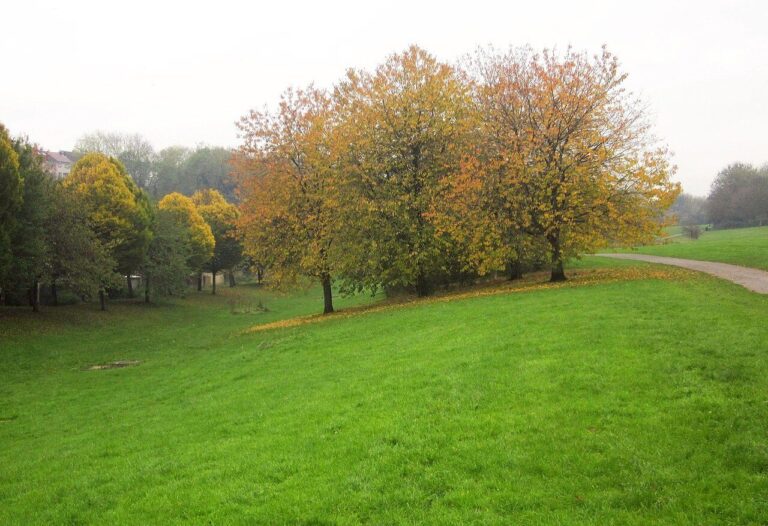 Autumn trees on a green slope in Manor Woods Valley