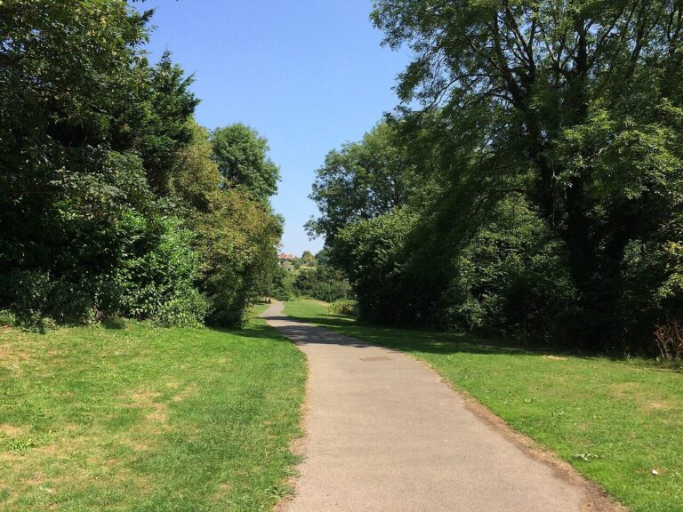 A sunlit path between tall trees in Manor Woods Valley