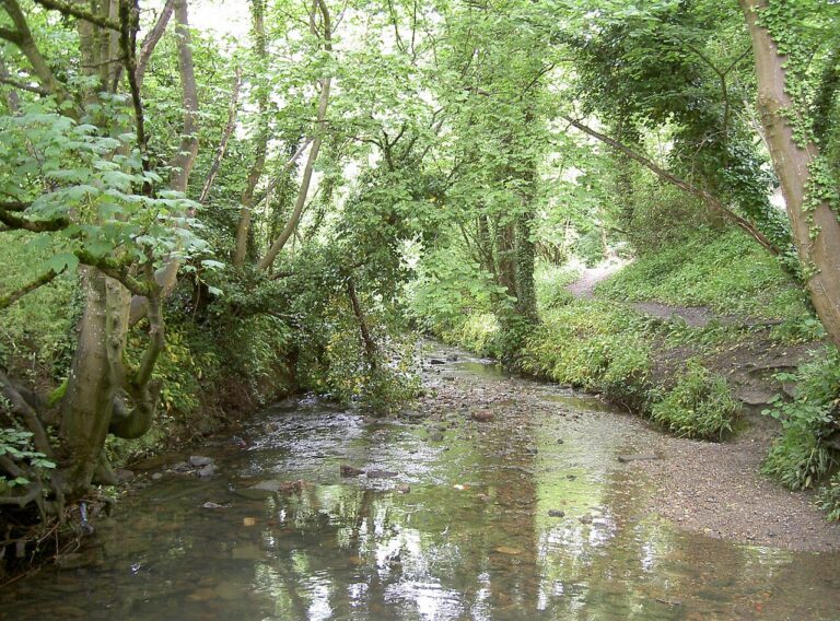 The Malago stream running through green woodland