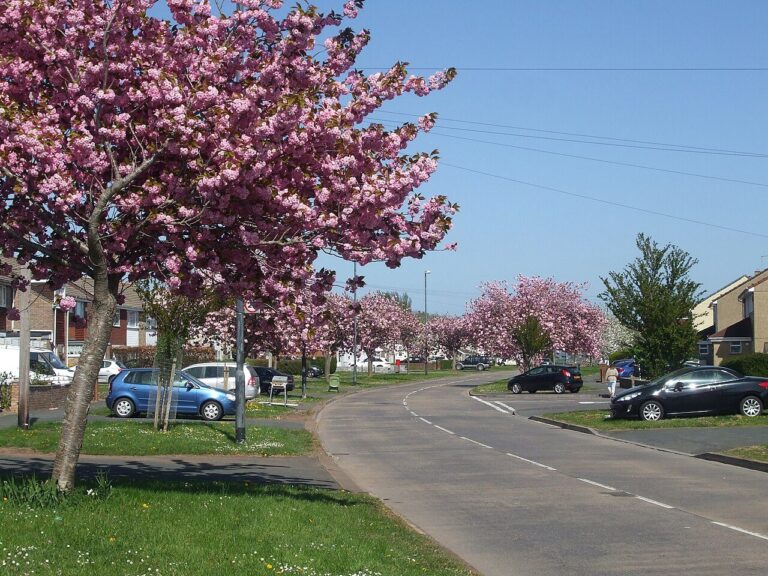 Cherry blossom along Stockwood Road in spring