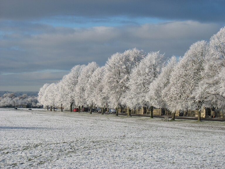 A line of frosted trees across Durdham Down in winter