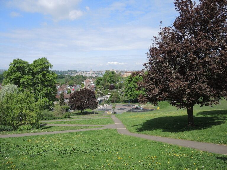 A copper beech and winding paths in the bowl of Perrett's Park