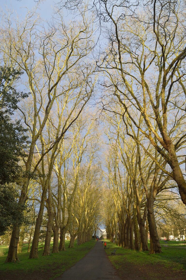 An avenue of plane trees over a path in St George Park
