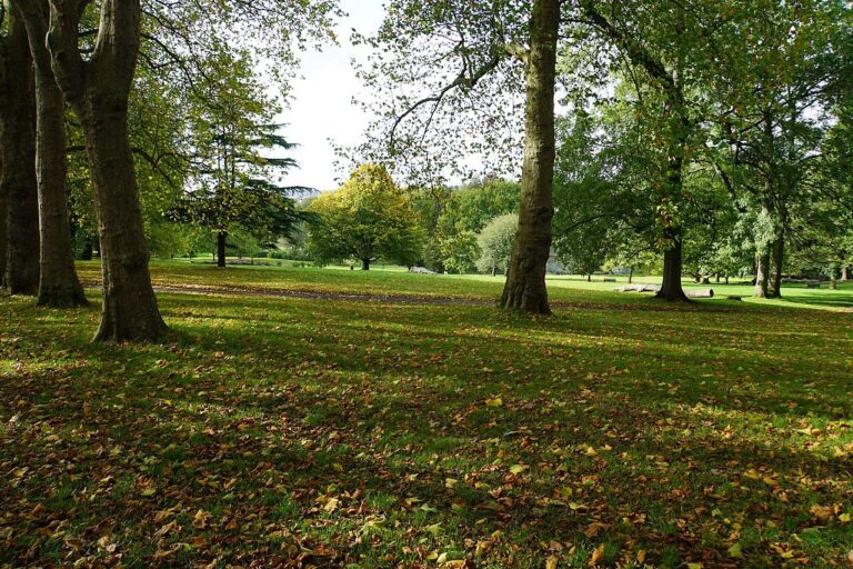 Mature plane trees over a wide lawn in St George Park